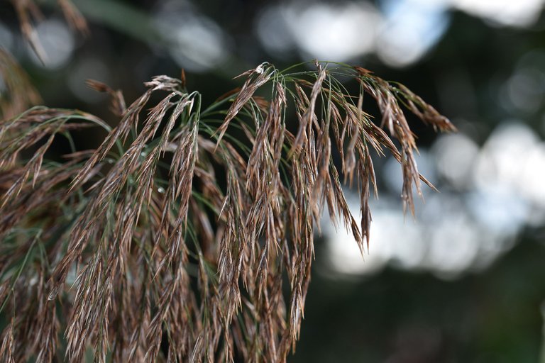 raindrops pl grasses 4.jpg