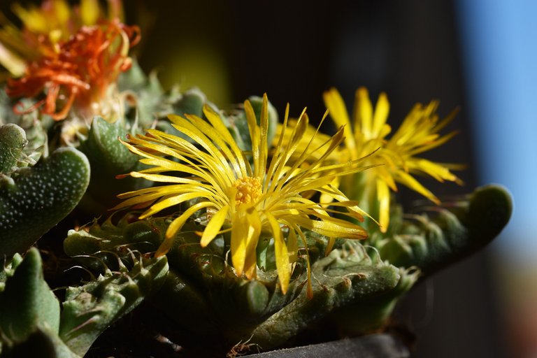 faucaria tuberculosa blooming 2021 8.jpg