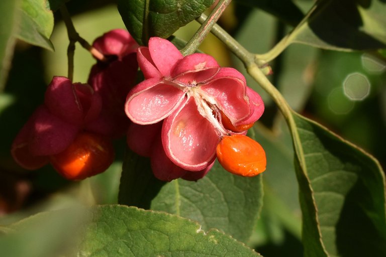 Euonymus europaeus trzemielina fruits pl 5.jpg