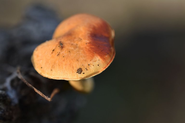 Gymnopilus suberis orange mushrooms pt  3.jpg