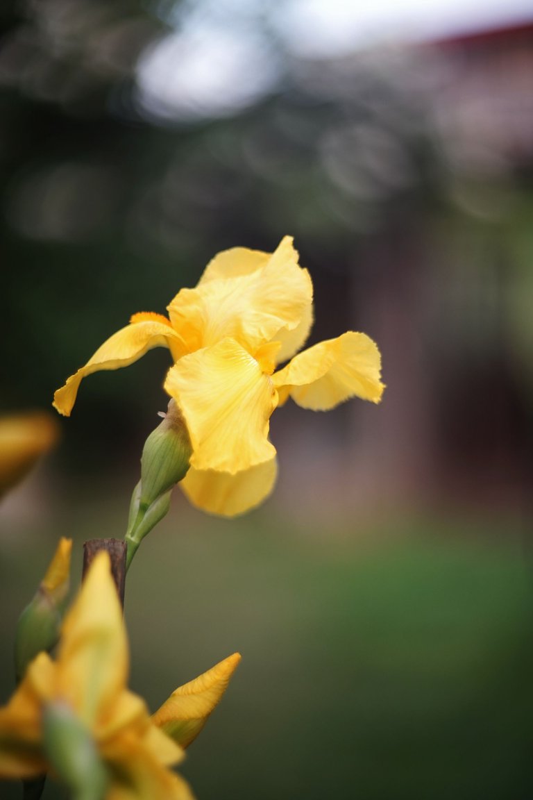 yellow Iris helios pl 1.jpg