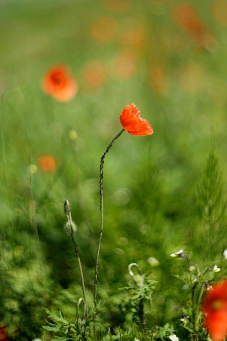 poppy helios bokeh pl 7.jpg