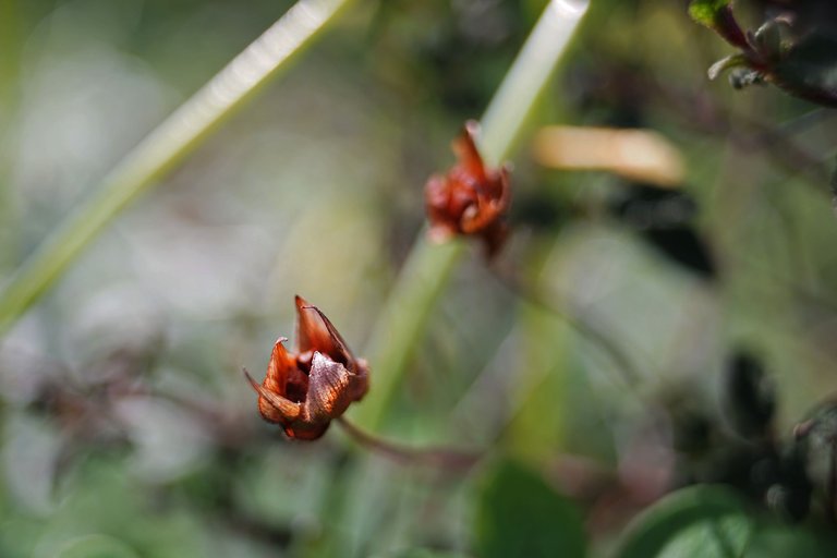 dry seedpod cistus park.jpg