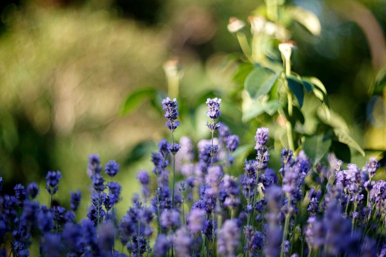 lavender garden helios.jpg