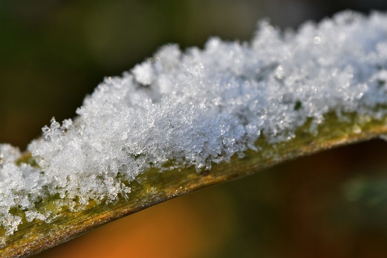 winter snow grass.jpg