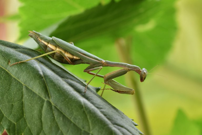 green mantis 4.jpg