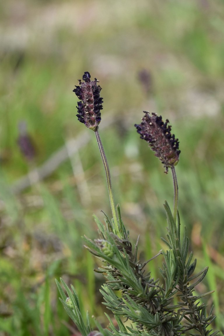 Lavandula pedunculata wild lavender 3.jpg