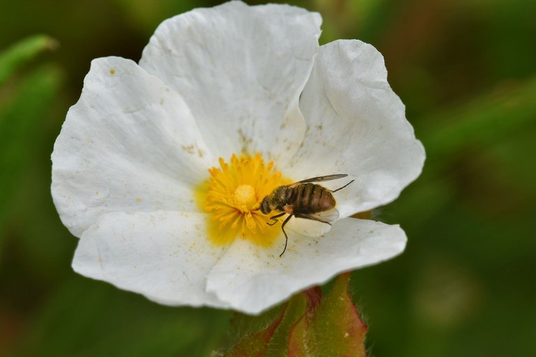 round brown fly cistus 5.jpg