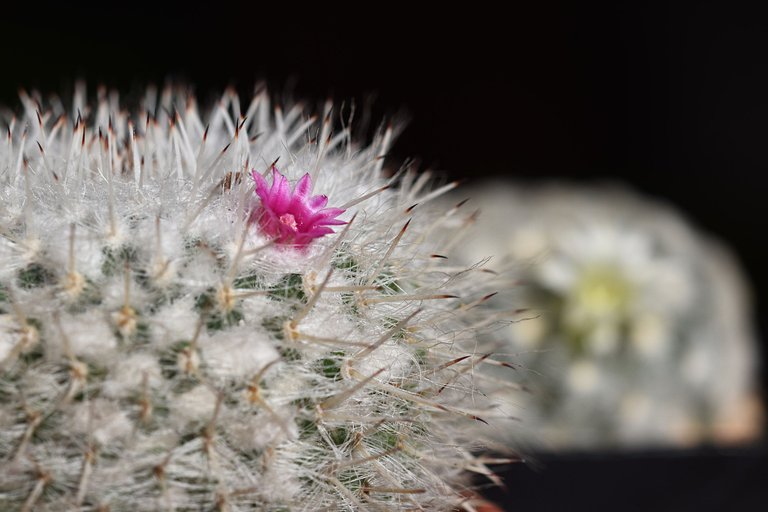 mammillaria plumosa 2024 5.jpg