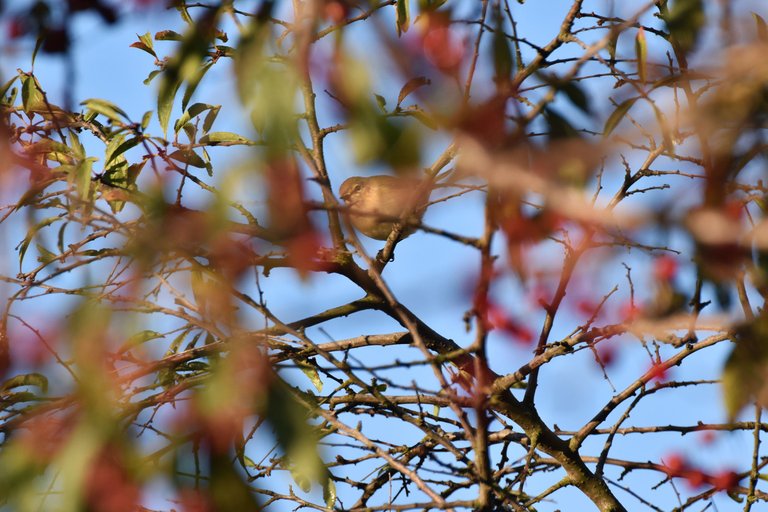Common chiffchaff birds pl 7.jpg