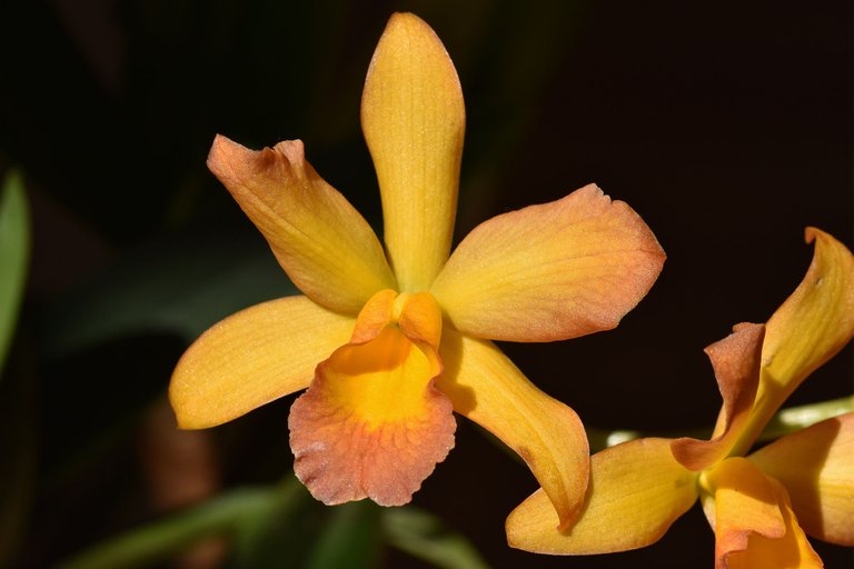 Cattleya Little Lemon Drops x Cattleytonia Why Not 2021 2.jpg