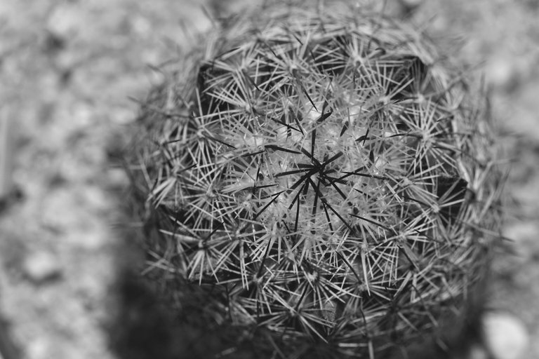 mammillaria spines flower buds bw.jpg