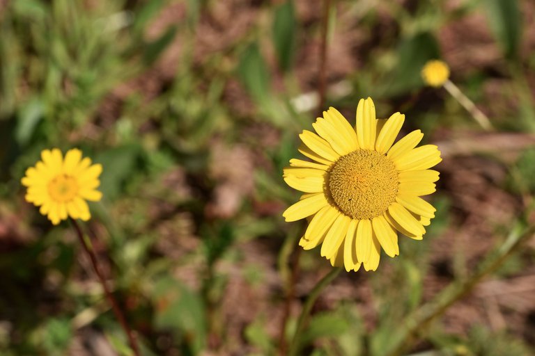 Coleostephus myconis yellow wildflower 1.jpg