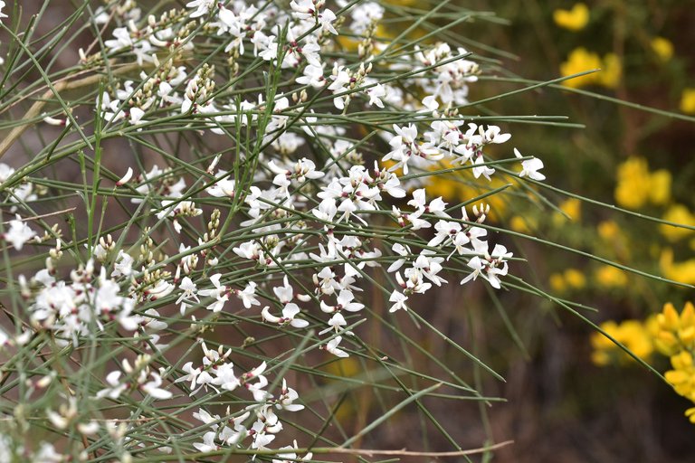 Retama monosperma bridal broom flowers 5.jpg