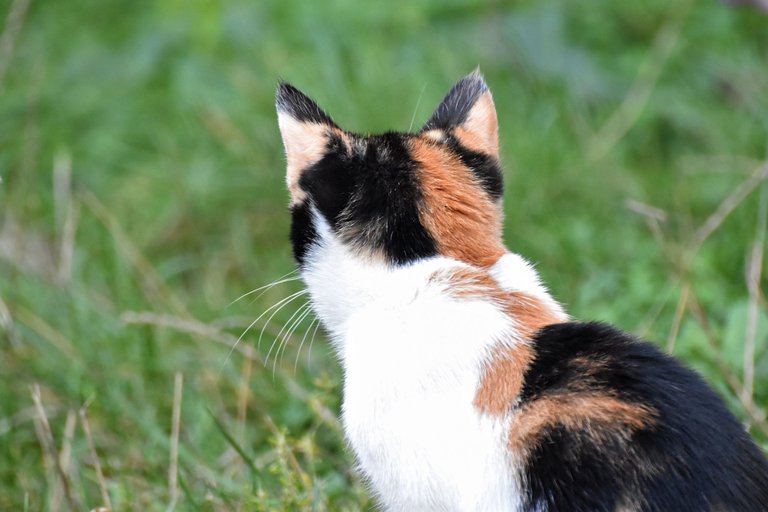 Calico kitty pl 5.jpg