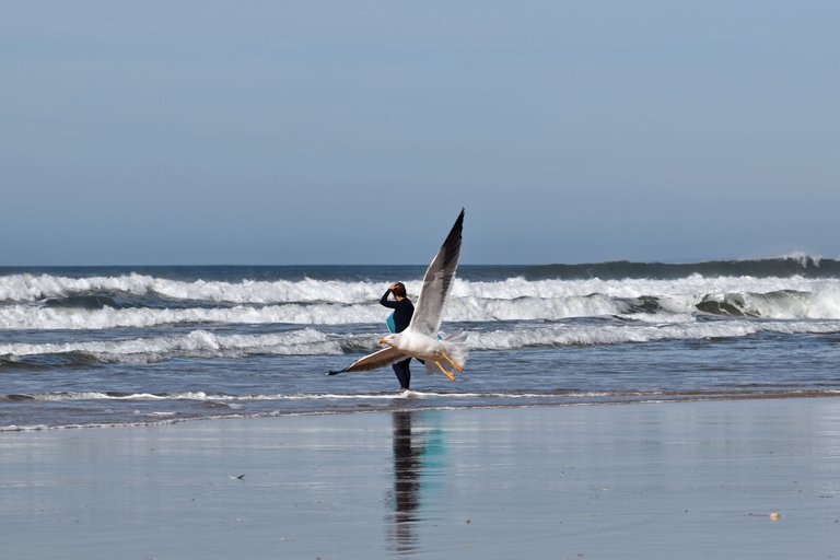 seagull fonte da telha beach 8.jpg