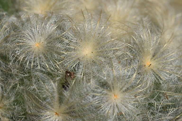 Mammillaria plumosa 2024 4.jpg