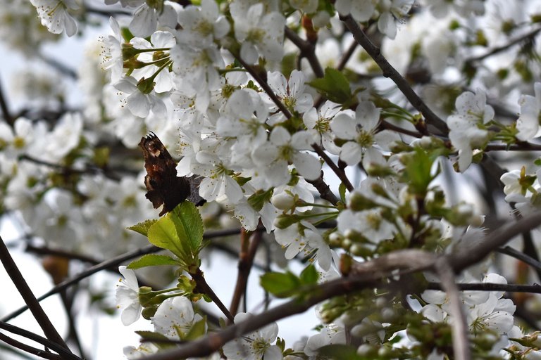 cherry blossoms pl 6.jpg