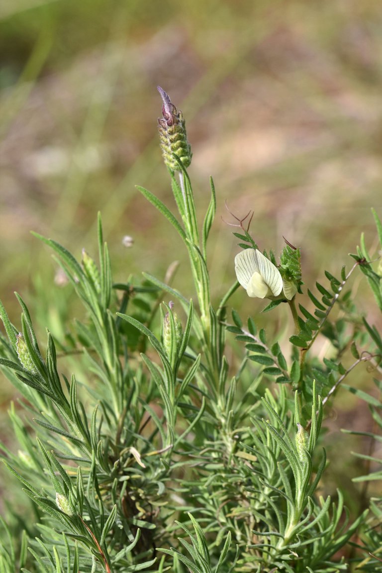 Lavandula pedunculata wild lavender 6.jpg