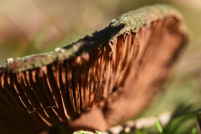 old mushrooms brown gills 1.jpg
