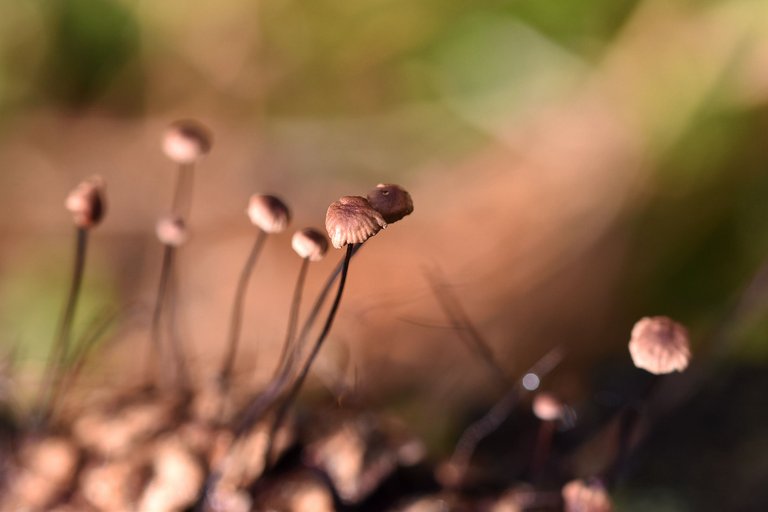 tiny mushrooms pine cone 3.jpg