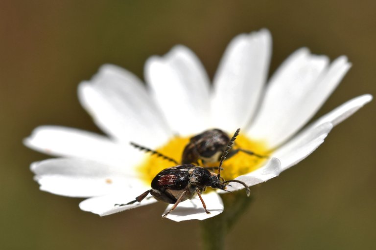 Small beetles daisy 11.jpg