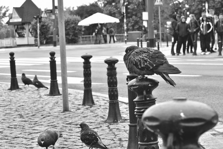 pigeon wroclaw bw 1.jpg