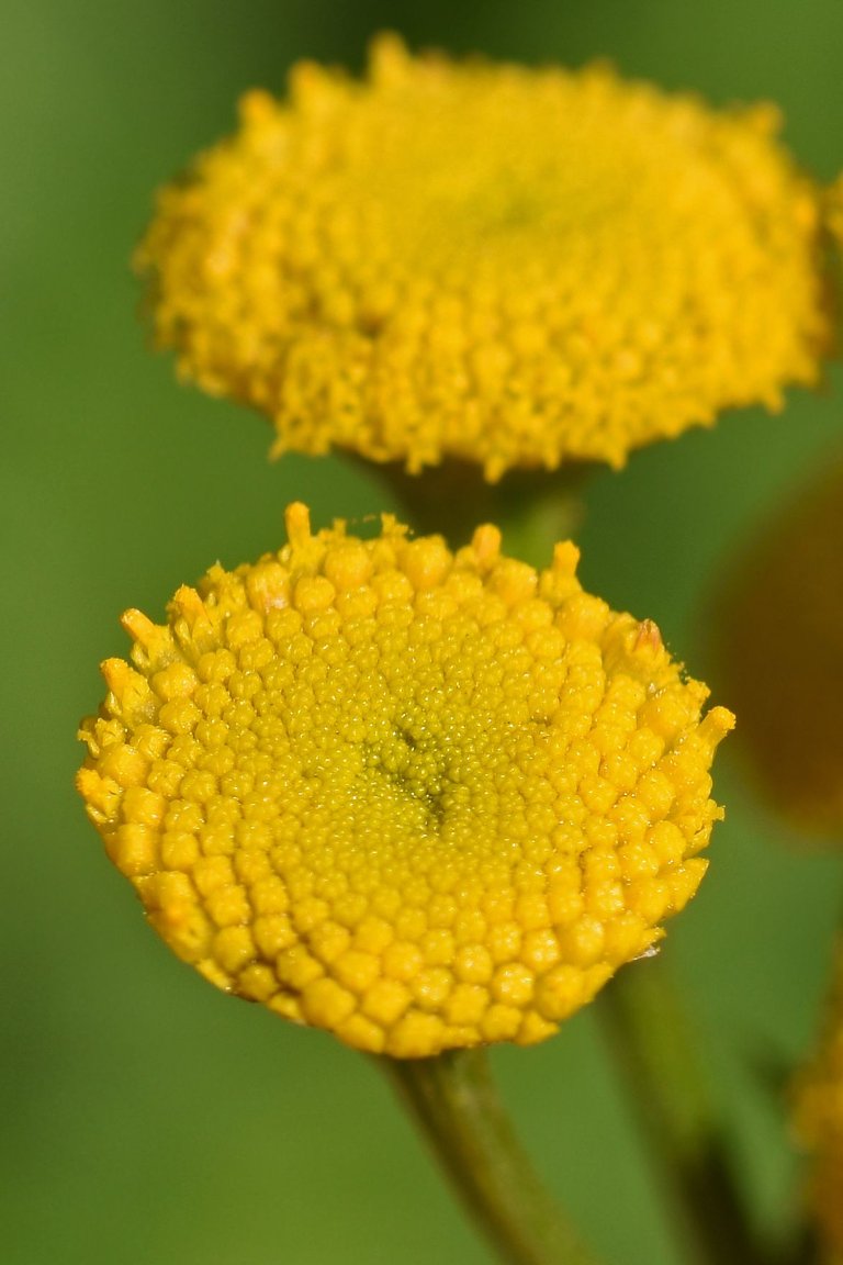Tanacetum vulgare yellow wilflower pl 7.jpg
