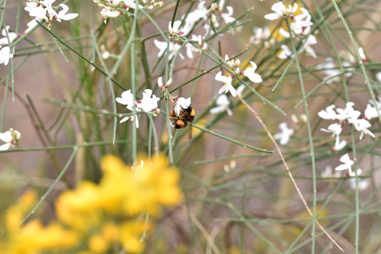 Retama monosperma bridal broom flowers 1.jpg