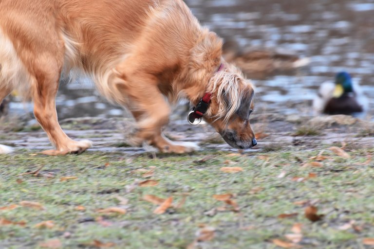 dog park 1.jpg