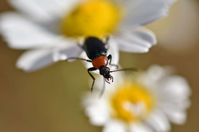 beetle daisies park  4.jpg