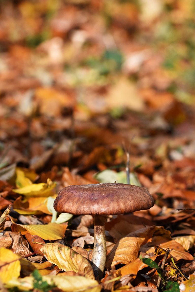 brown mushrooms leaves pl 2.jpg