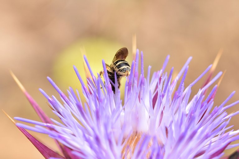 bee purple thistle macro  8.jpg