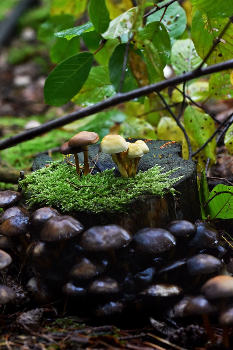 mushrooms stump pl 5.jpg