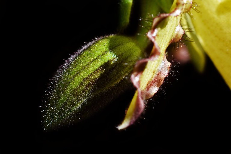 paphiopedilum pinocchio 8.jpg