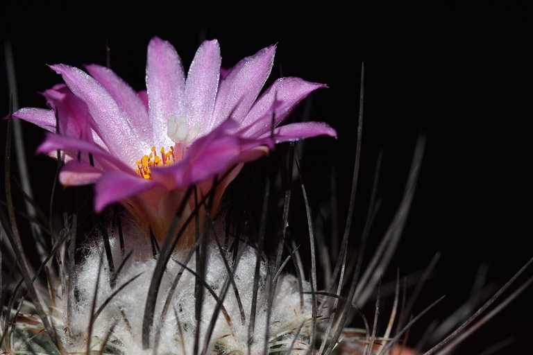 turbinicarpus viereckii 2024 6.jpg