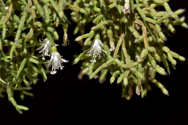 Rhipsalis pilocarpa bloom 2023Rhipsalis pilocarpa bloom 2023 10.jpg