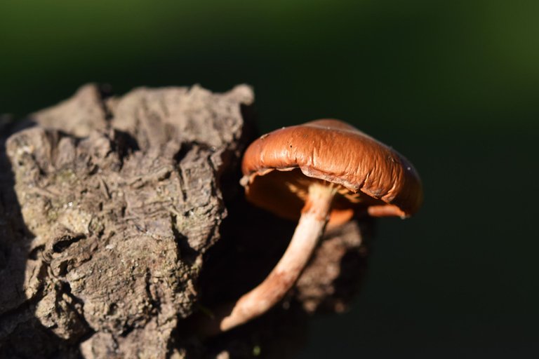 Orange mushroom cork tree 9.jpg