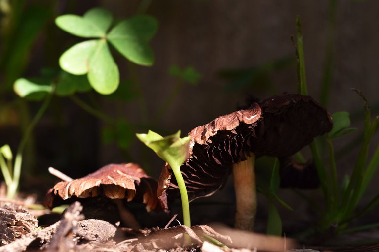 brown mushrooms park 6.jpg