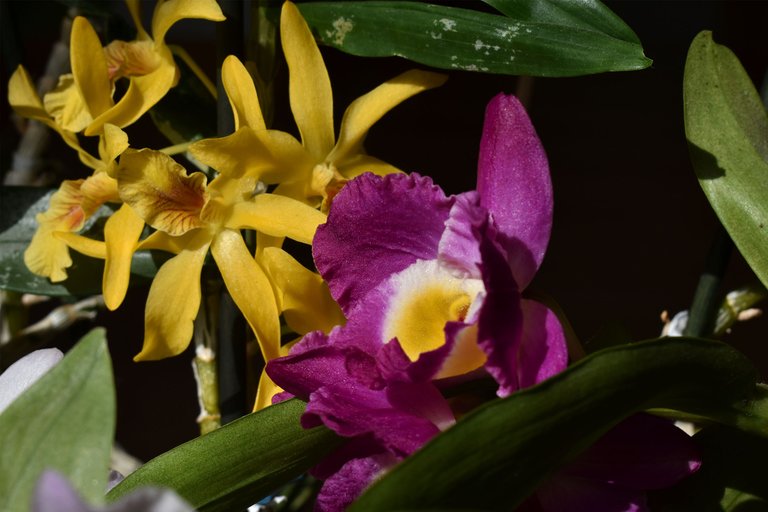 dendrobium orchids bloom 2023 1.jpg