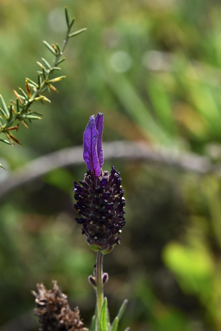 Lavandula pedunculata wild lavender 4.jpg