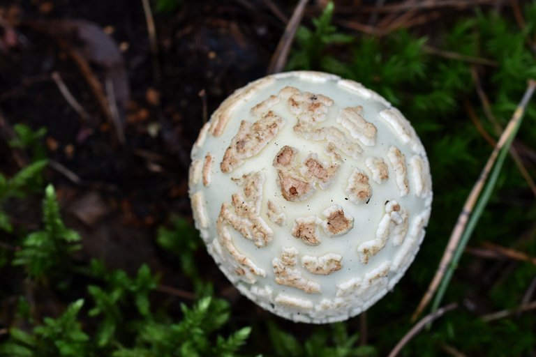 White amanita pl 6.jpg