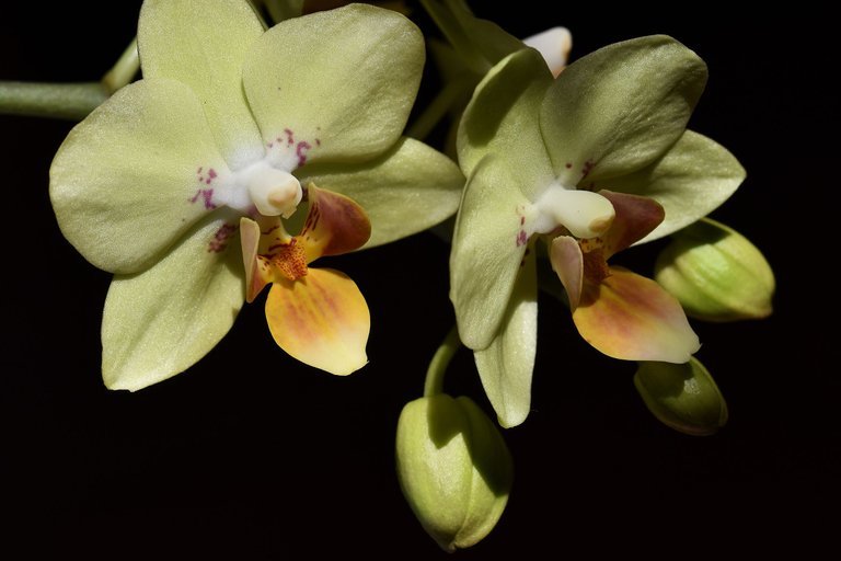 mini orchid flower yellow 2022 3.jpg