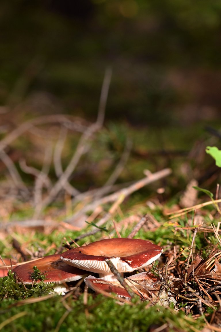 Red russula mushroom pl 7.jpg