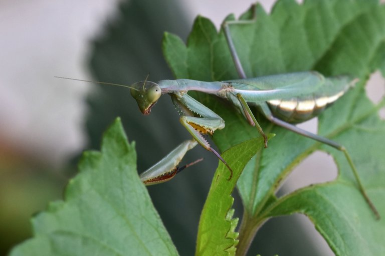 green mantis 2.jpg