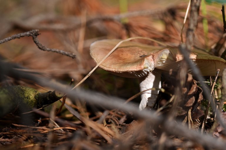 mushroom forest pl 6.jpg