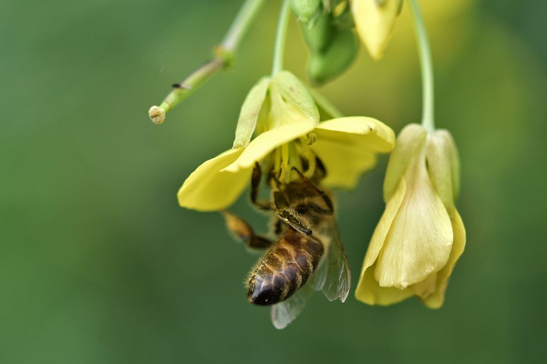 yellow ruccola bee pl 13.jpg