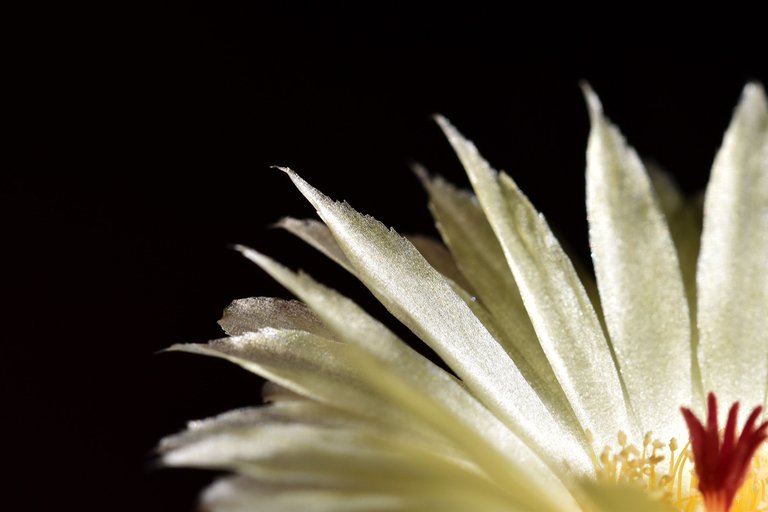 Notocactus Ottonis flowers 2021 4.jpg