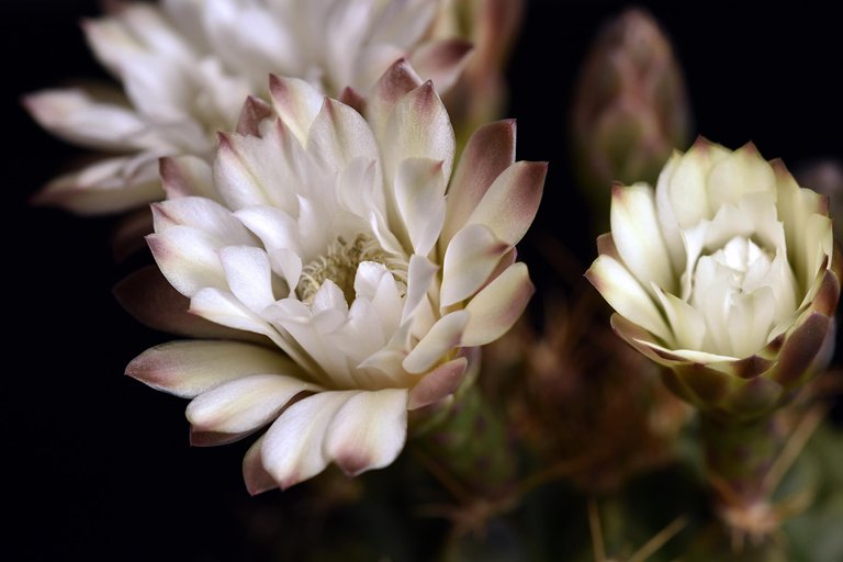 Gymnocalycium white flower 2025 12.jpg