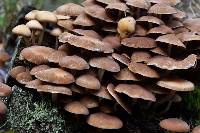sulphur tuft brown mushrooms group pl 4.jpg